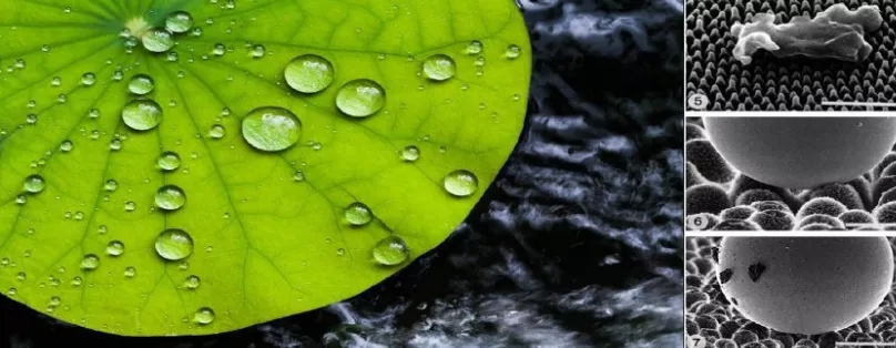 澳达荷叶疏水剂 澳达荷叶疏水剂